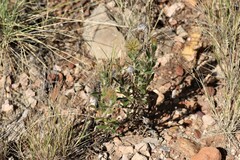 Ptilotus clementii