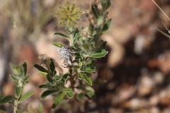 Ptilotus clementii