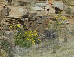 Osteospermum microcarpum