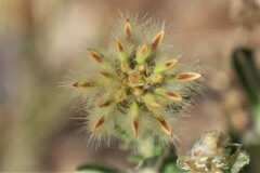 Ptilotus clementii