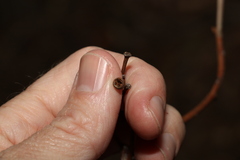 Eucalyptus siderophloia