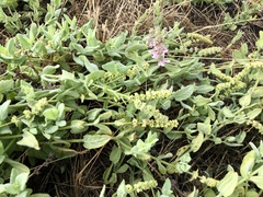 Stachys stebbinsii