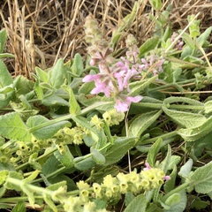 Stachys stebbinsii