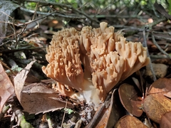 Ramaria