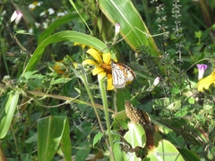 Danaus plexippus plexippus