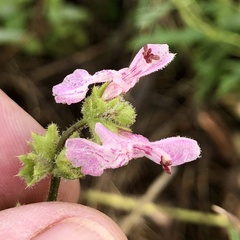 Stachys stebbinsii