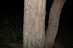 Eucalyptus siderophloia