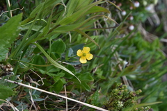 Ranunculus eschscholtzii