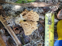 Ramaria