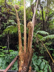 Cibotium glaucum