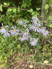 Symphyotrichum subspicatum