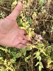 Stachys stebbinsii