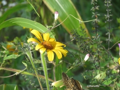 Tithonia tubaeformis