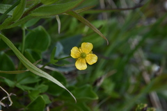 Ranunculus eschscholtzii