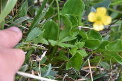Ranunculus eschscholtzii