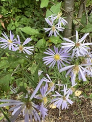 Symphyotrichum subspicatum