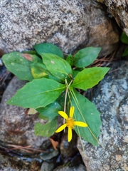 Solidago virgaurea