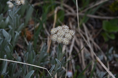 Antennaria lanata