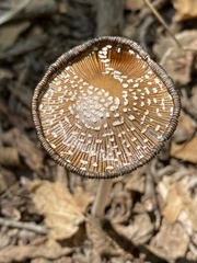 Coprinopsis picacea