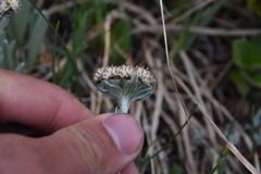 Antennaria lanata