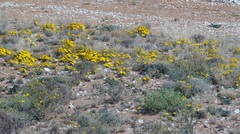 Gazania lichtensteinii