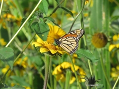 Danaus plexippus plexippus