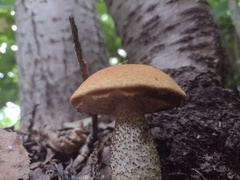 Leccinum
