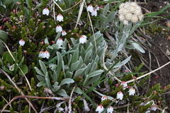 Antennaria lanata