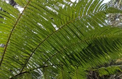 Cibotium glaucum