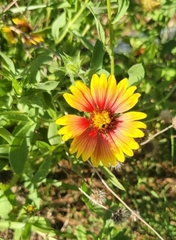 Gaillardia