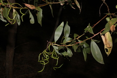 Acacia leiocalyx