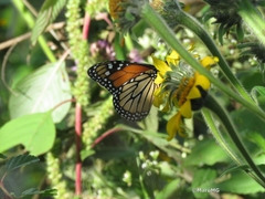 Danaus plexippus plexippus