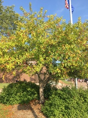 Malus prunifolia