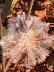 Ptilotus axillaris