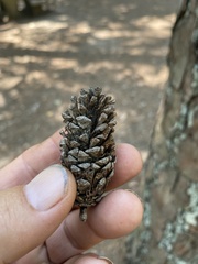 Pinus echinata