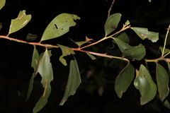 Acacia leiocalyx