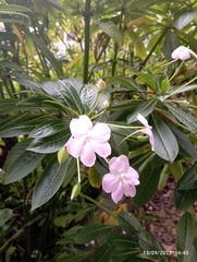 Impatiens sodenii