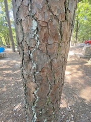 Pinus echinata