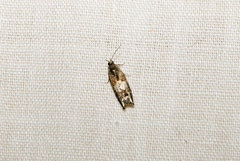 Epiblema otiosana