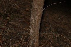 Acacia leiocalyx