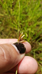 Cyperus niger