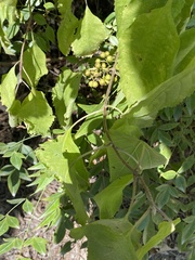 Vitis vulpina