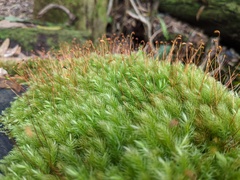 Pyrrhobryum spiniforme