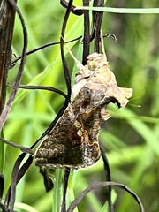 Chrysodeixis