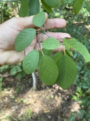 Frangula caroliniana