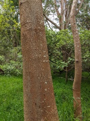 Acacia koa