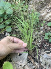 Panicum philadelphicum
