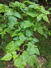 Rubus hawaiensis