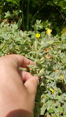 Erythranthe willisii