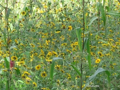 Tithonia tubaeformis